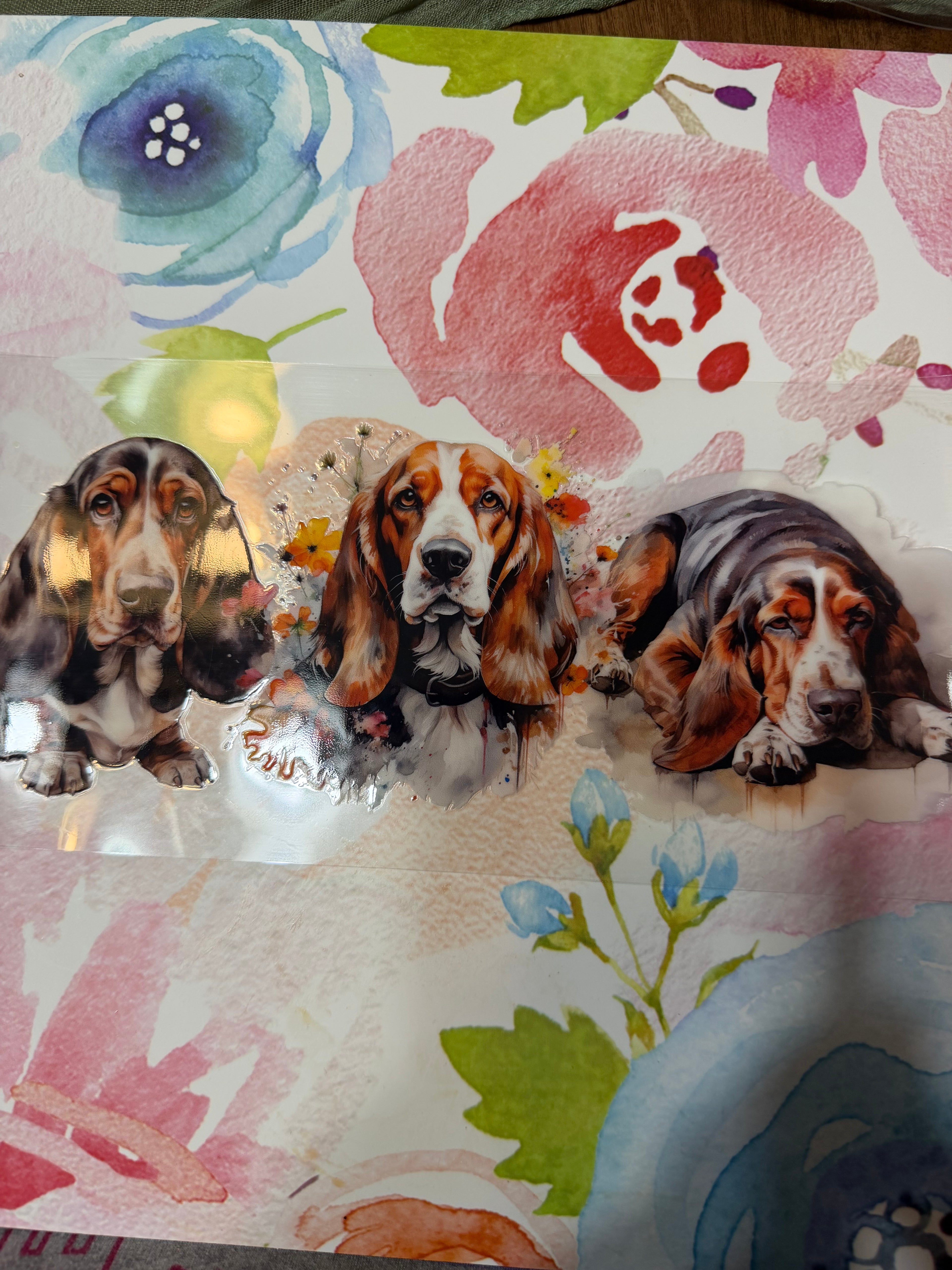Basset hound