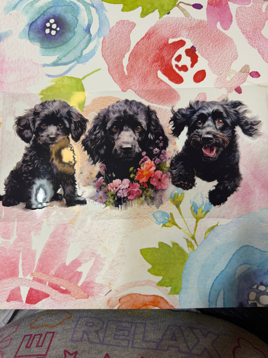 Black poodle