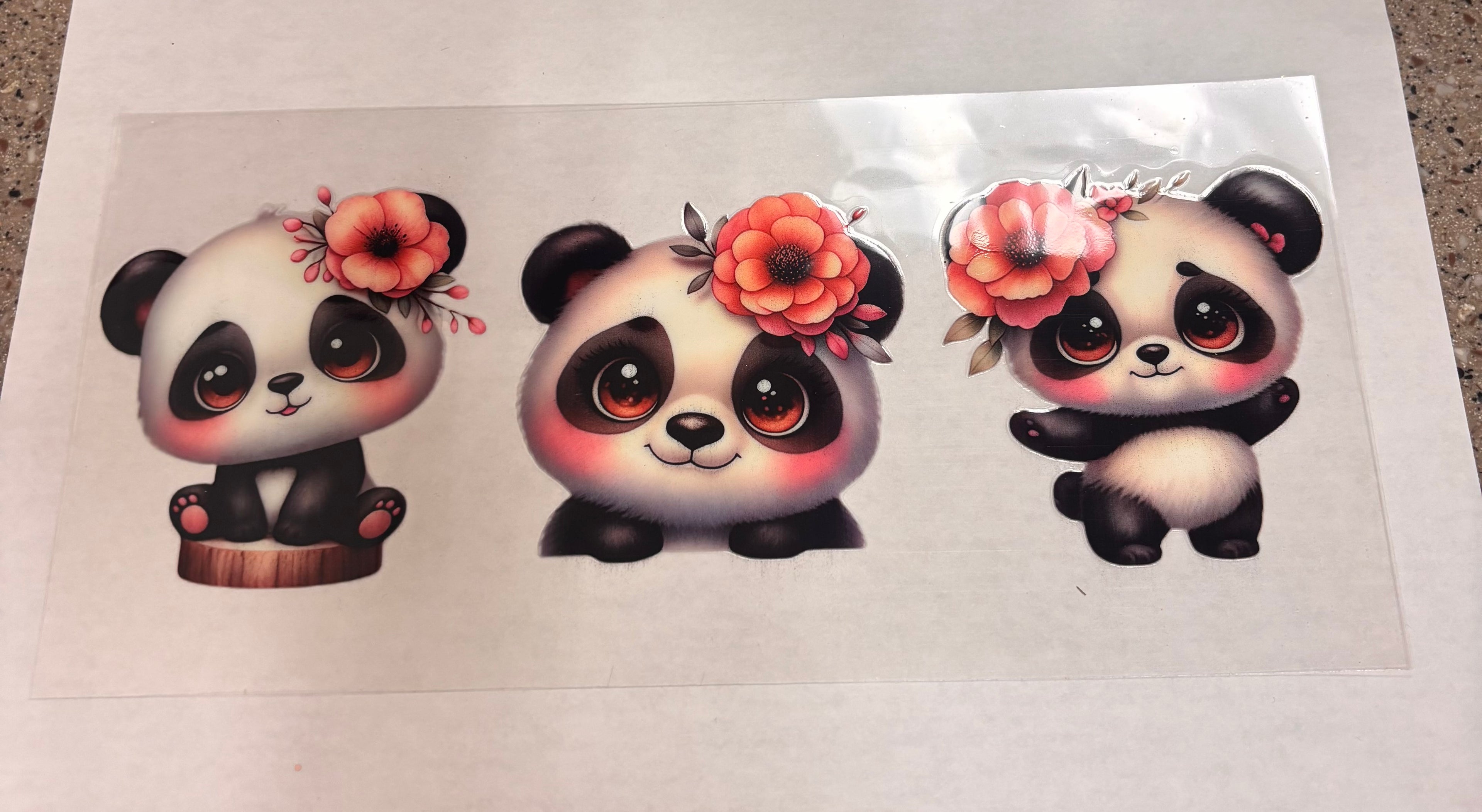 Panda bears